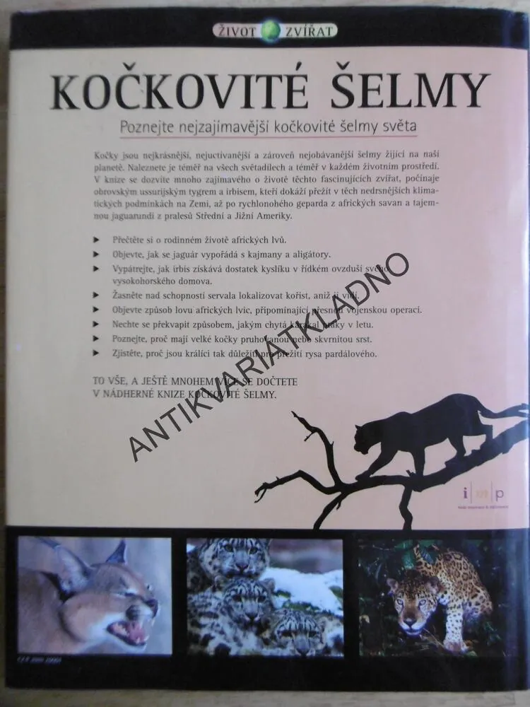 KOČKOVITÉ ŠELMY, POZNEJTE NEJZAJÍMAVĚJŠÍ KOČKOVITÉ ŠELMY SVĚTA,