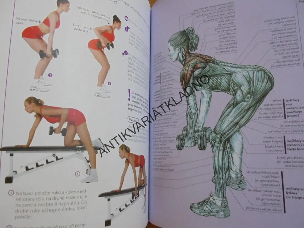 FITNESS PRO ŽENY, ANATOMIE, DELAVIER, POSILOVÁNÍ,SPORT