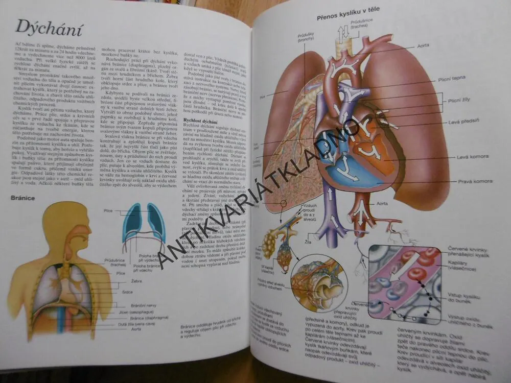 ATLAS LIDSKÉHO TĚLA, ANATOMIE, ILUSTROVANÝ ATLAS,