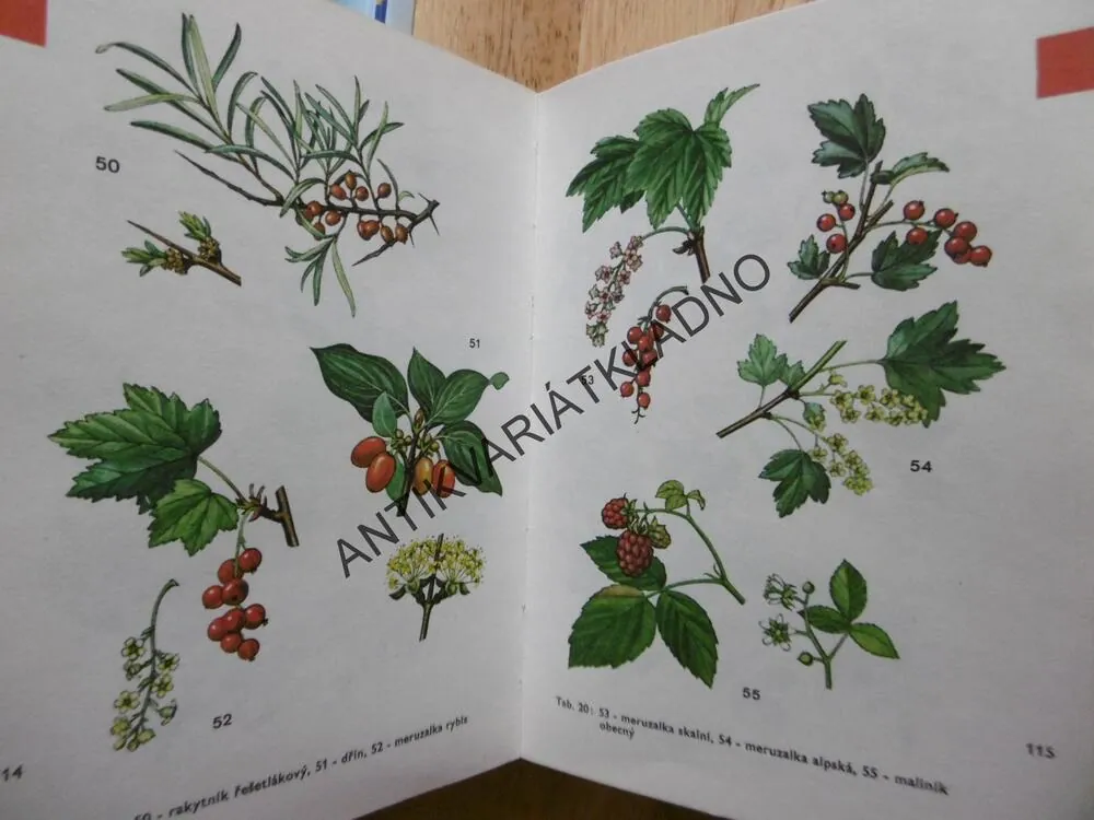 PLODY PLANÝCH A PARKOVÝCH ROSTLIN, MIKULA , VANKE, **an