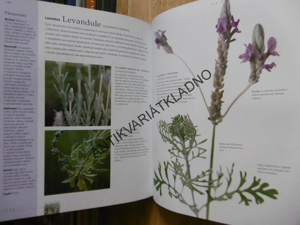 VELKÁ KNIHA O BYLINKÁCH, ZAHRADA, KUCHYŇ, DOMOV, ZDRAVÍ, JEKKA MCVICAROVÁ