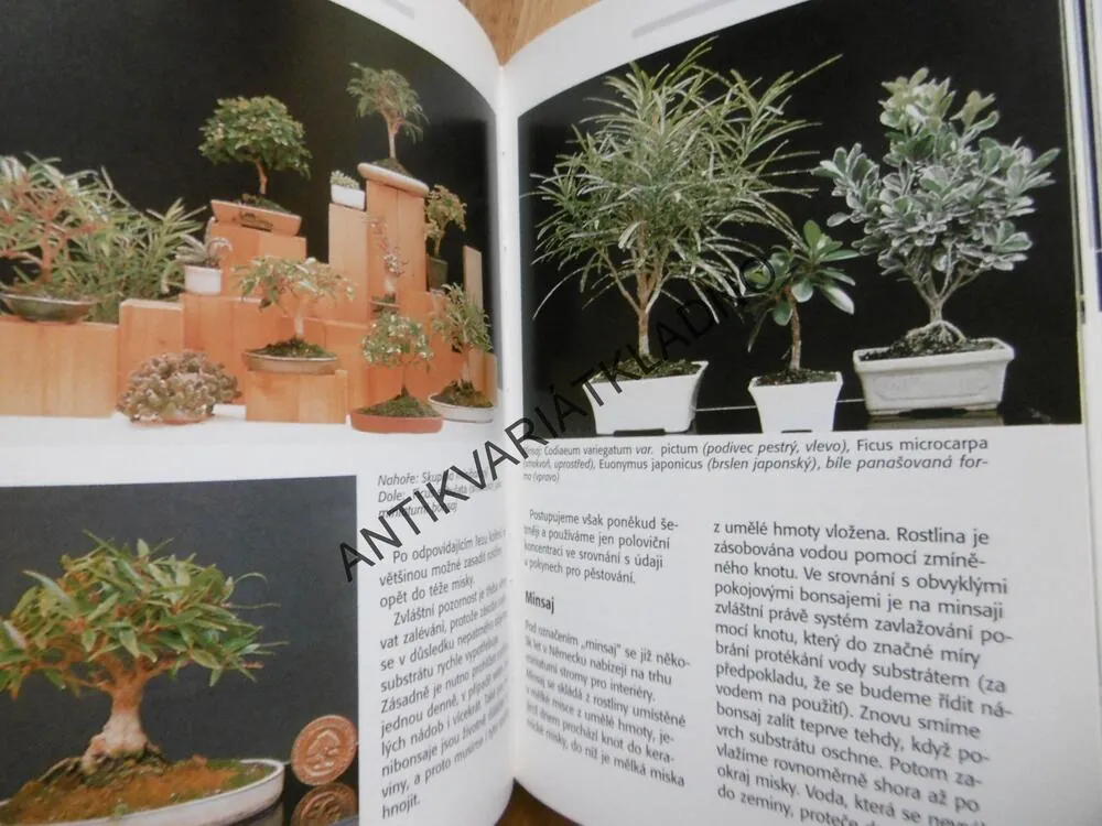 POKOJOVÉ BONSAJE, KAWOLLEK, BONSAI,JAPONSKÁ ZAHRADA, **an