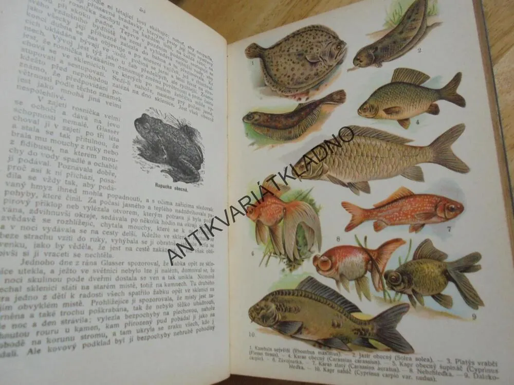 MALÝ BREHM, 30 LITOGRAFIÍ,PLAZI, RYBY, OBOJŽIVELNÍCI, **an