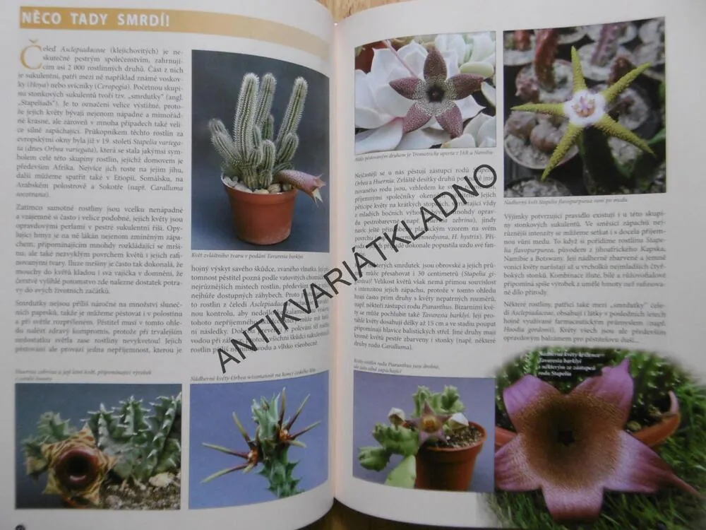 PESTRÝ SVĚT SUKULENTŮ, JANDOVÁ, JANDA, ZATLOUKAL