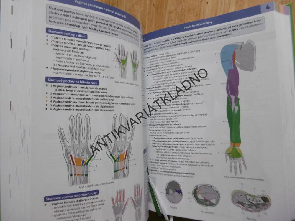 MEMORIX ANATOMIE, RADOVAN HUDÁK, KACHLÍK, 4.VYDÁNÍ, 2019