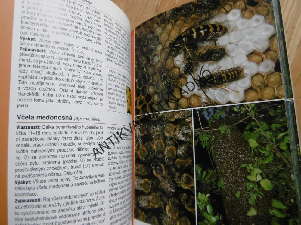 RODINNÝ PRŮVODCE PŘÍRODOU,S 11 AKCEMI V PŘÍRODĚ, **an