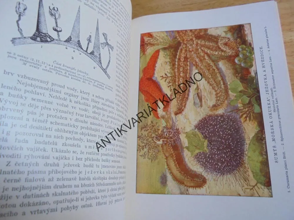 BREHM, BREHMŮV ŽIVOT ZVÍŘAT 1.,BEZOBRATLÍ, HMYZ,