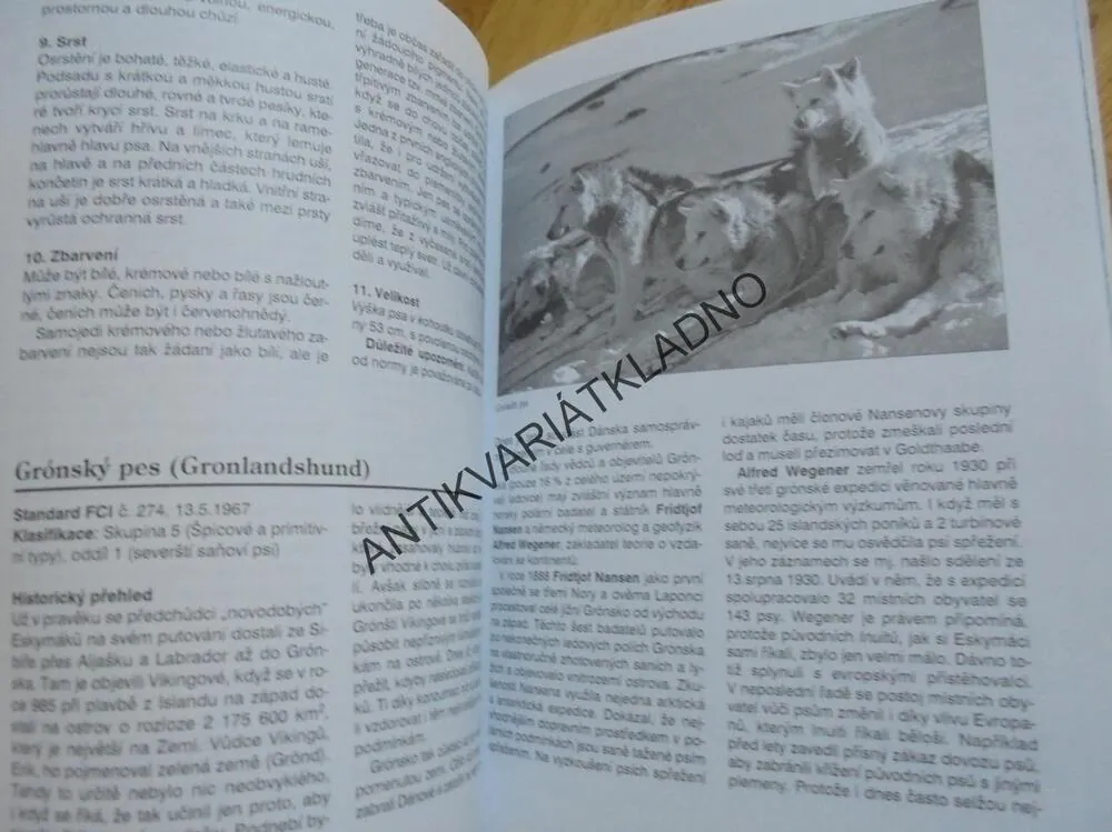 SEVERSKÁ PLEMENA PSŮ, MALAMUT, HASKY, SAMOJED,PES, **an