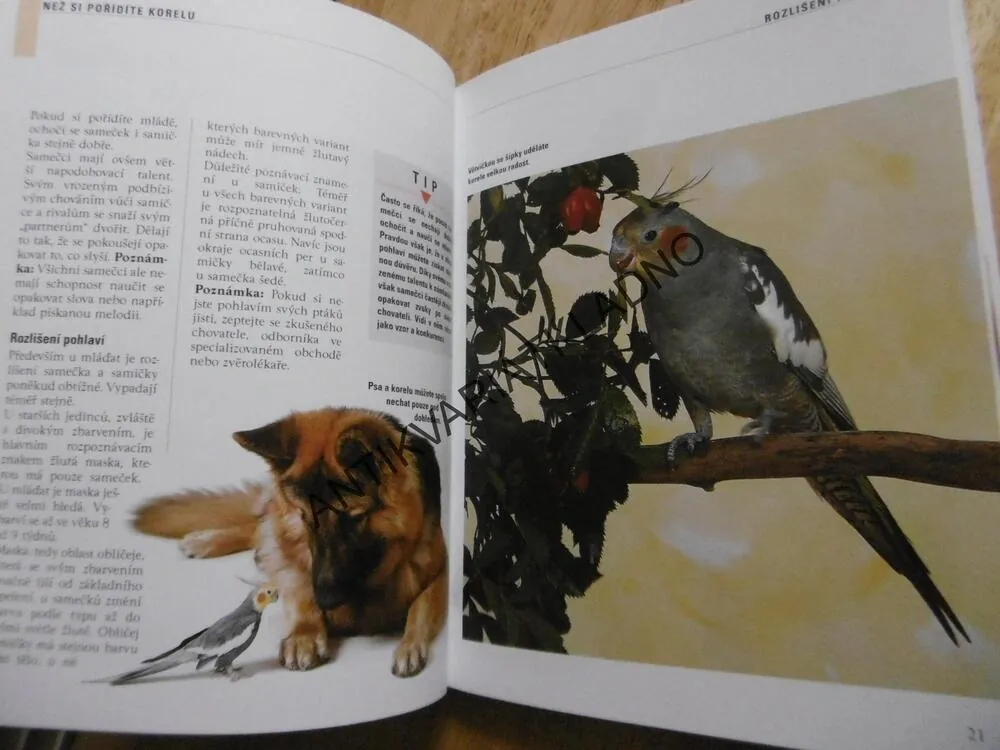 NAŠE KORELA, JAK CHOVAT, KRMIT, SPRÁVNĚ ROZUMĚT. THOMAS HAUPT, **an