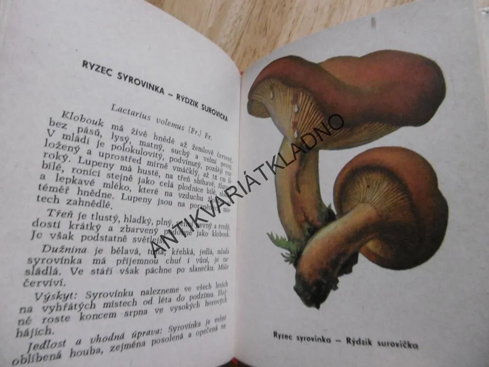 HOUBY V PŘÍRODĚ A V KUCHYNI, SMOTLACHA, J. NOVÁK, MYKOLOGIE, **an