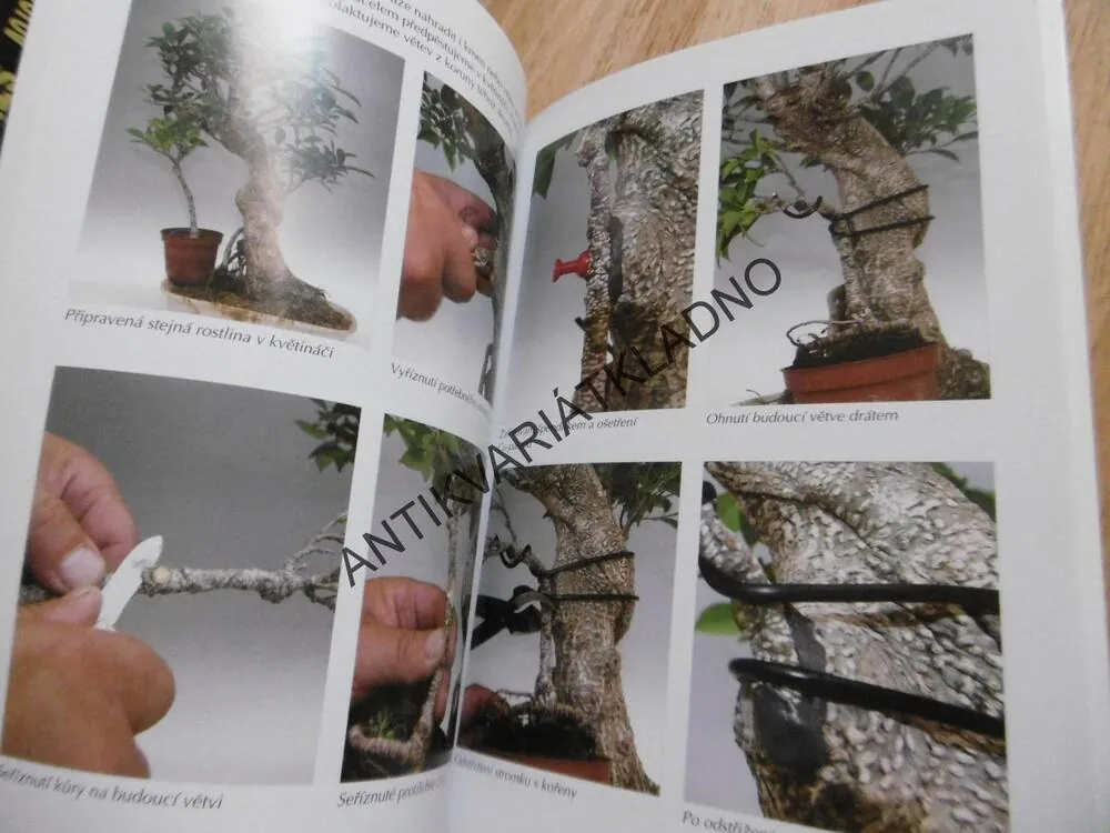 BONSAI NEJEN V PANELÁKU, JAROSLAV PIŠL, V BYTĚ NA BALKONĚ, V ZAHRADĚ, **an