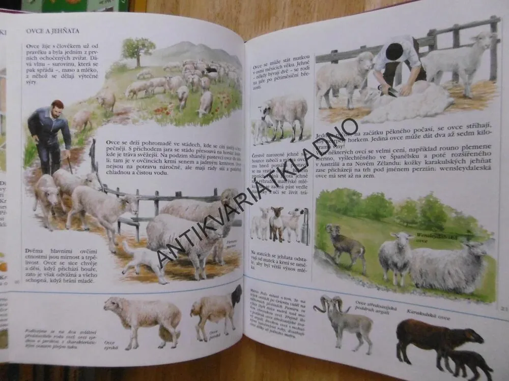 MĚJ RÁD A POZNÁVEJ ZVÍŘATA, SARO DE LA IGLESIA,  **an