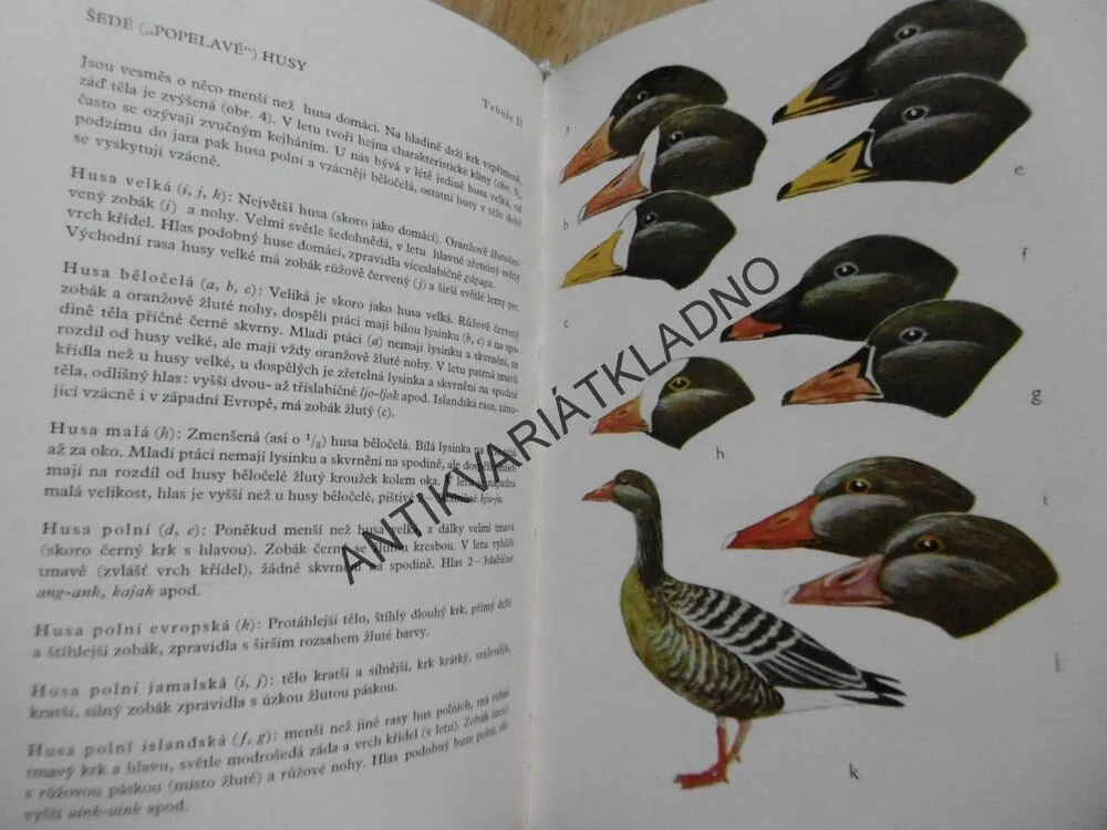 ATLAS VODNÍ PERNATÉ ZVĚŘE, HUDEC, KLÍMA