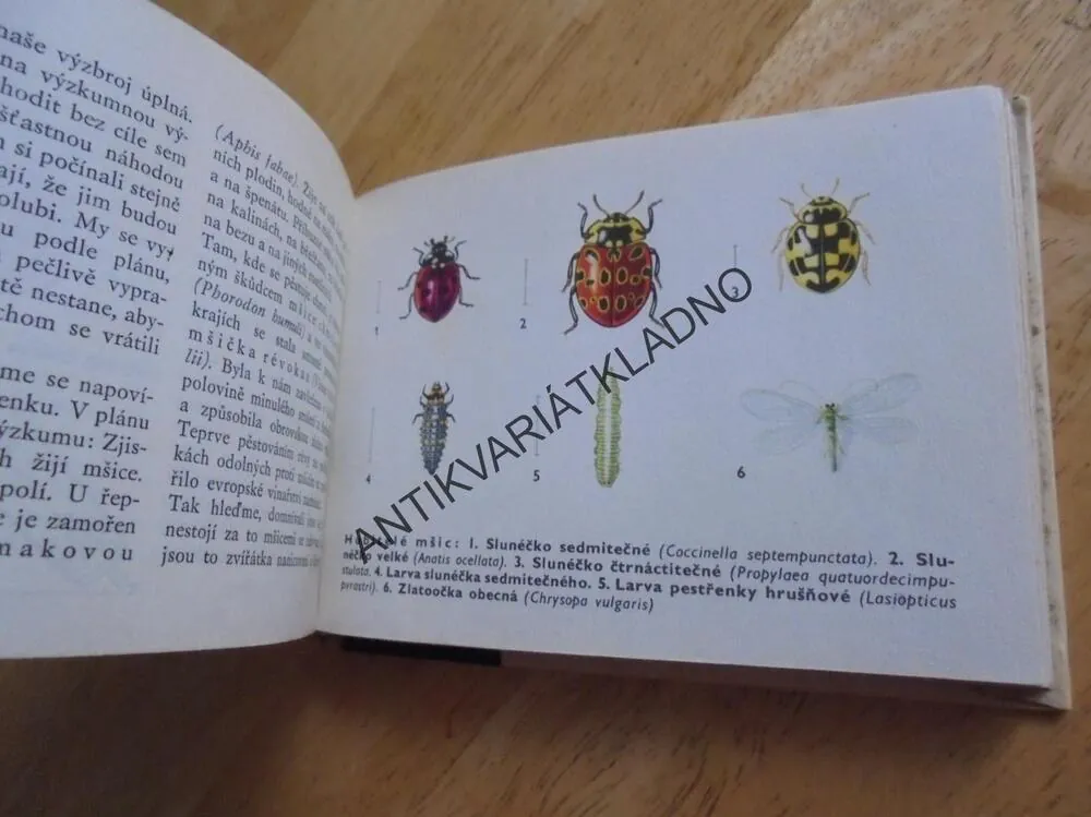 OKO 8 - KOUZLA SE ZVÍŘÁTKY, PATOČKA,