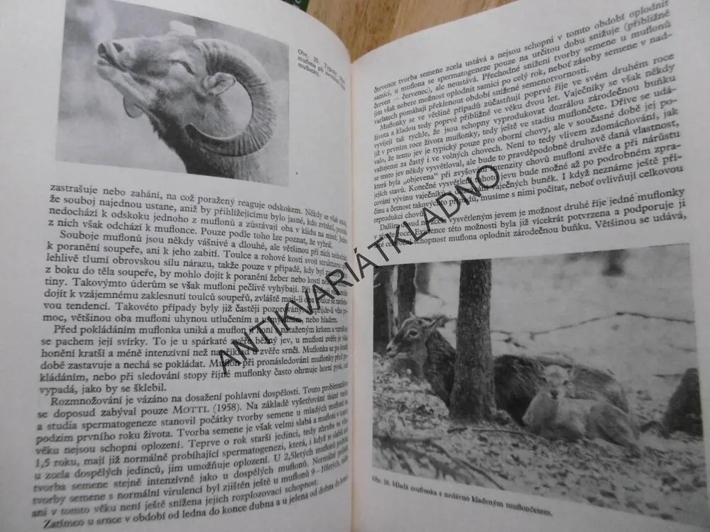 DUTOROHÁ ZVĚŘ, J.LOCHMAN, KOTRLÝ, HROMAS, 1979