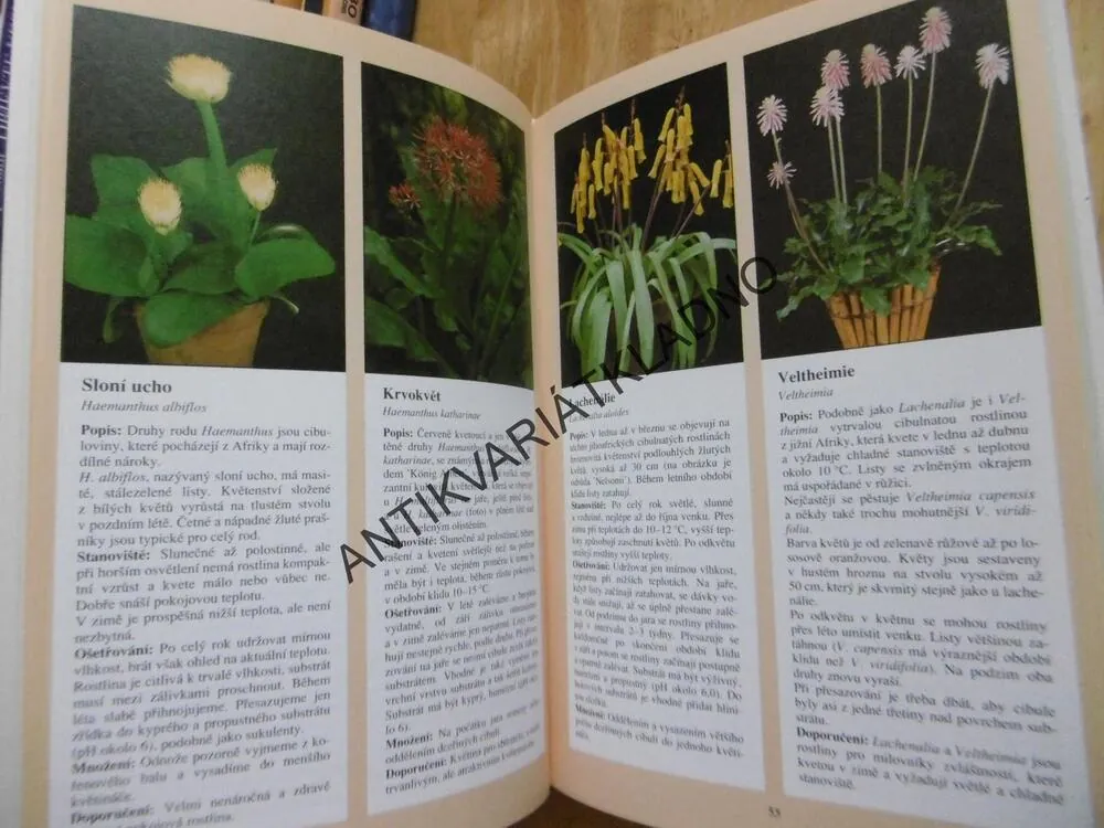 POKOJOVÉ ROSTLINY, HERTA SIMONOVÁ, VÝBĚR, PÉČE, KVĚTINY, **an
