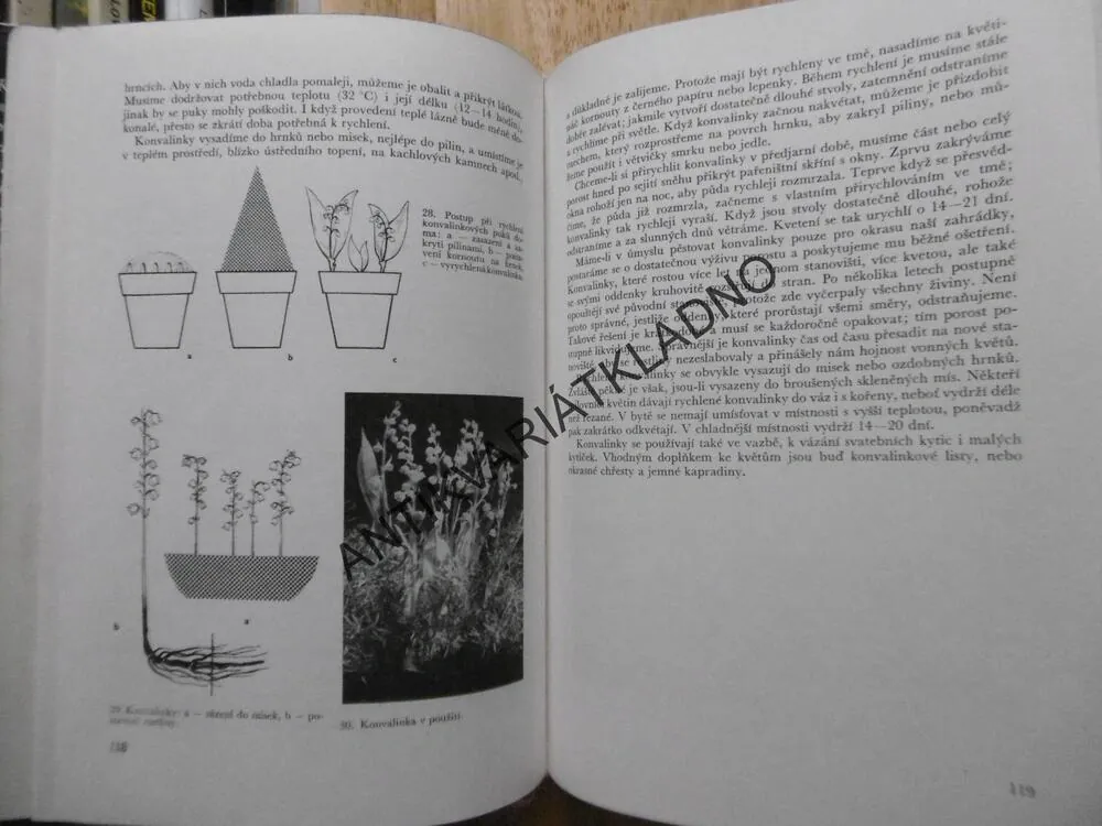 MEČÍKY A OSTATNÍ HLÍZNATÉ KVĚTINY, 1968, VANĚK,**an