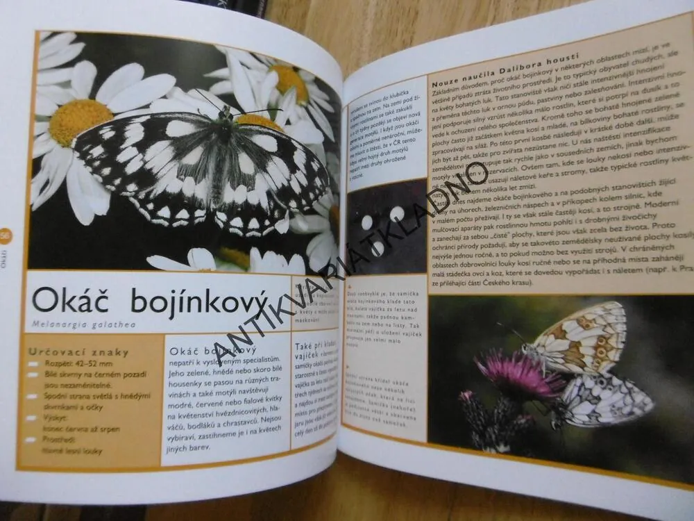 MOTÝLI, PRŮVODCE NAŠÍ PŘÍRODOU, M. LOHMANN, **an