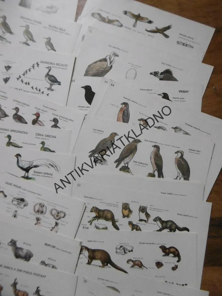 MYSLIVOST V OBRAZECH, ZOOLOGIE, TEXT + KARTY,