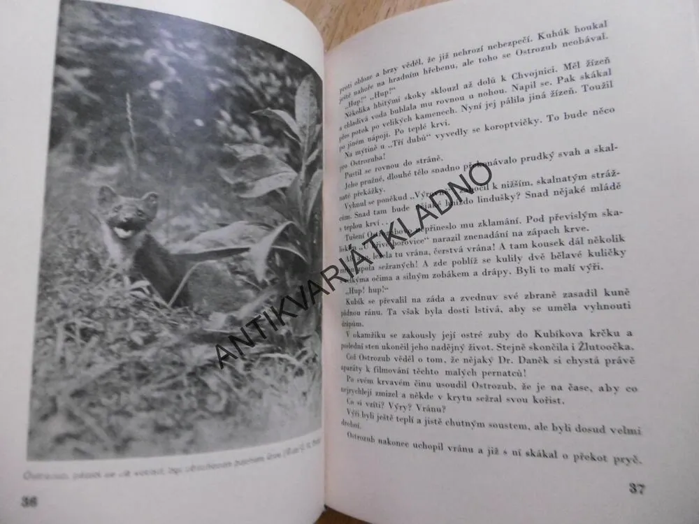 KUHÚK, CHVOJNICKÝ VÝR, F.K. BABY, 1943, **an