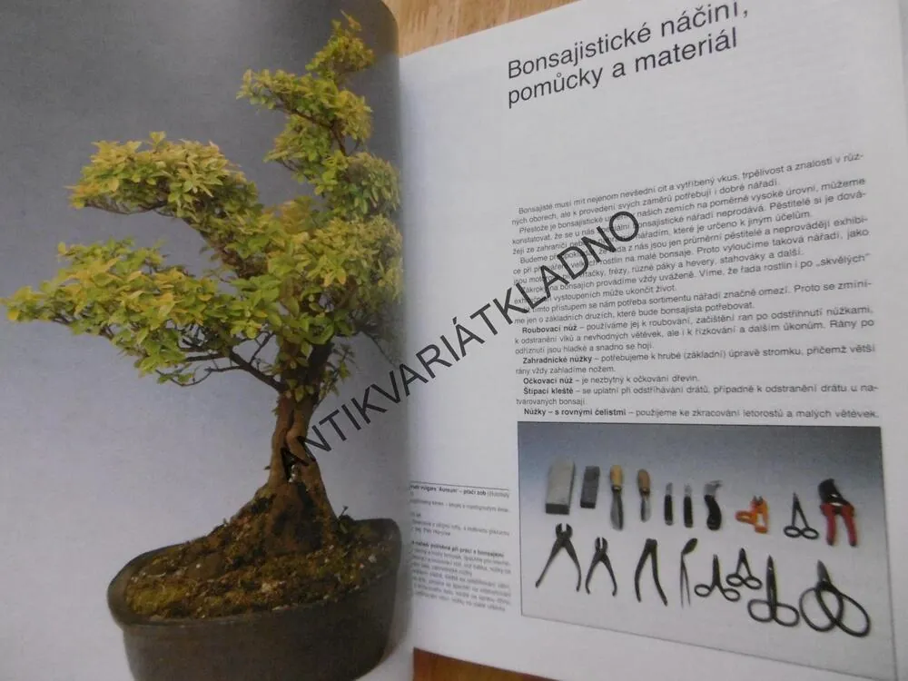 BONSAI, PETR HERYNEK, **an