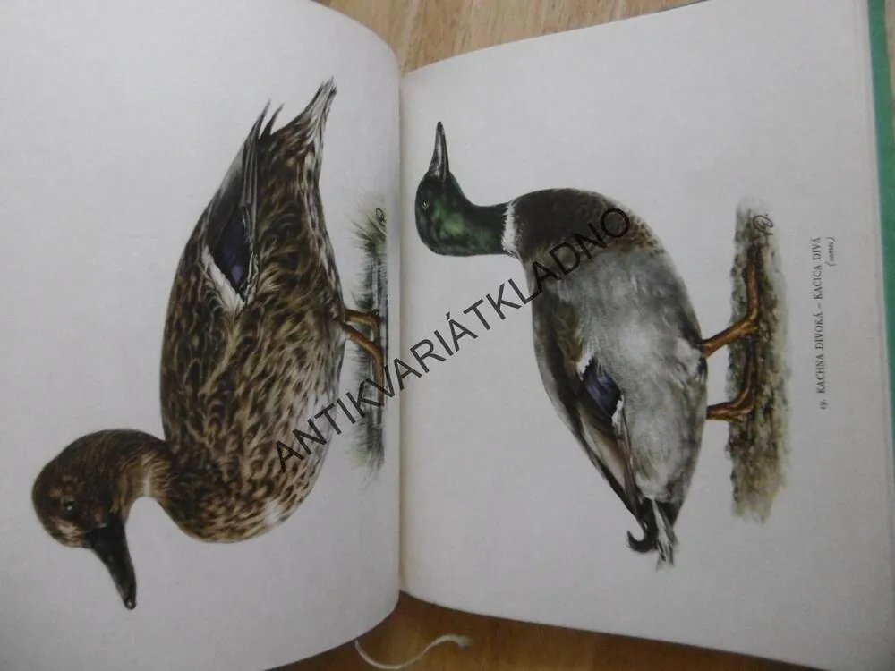 NAŠE LOVNÉ PTACTVO, ŠTĚPÁNEK, DEMARTINI, **an