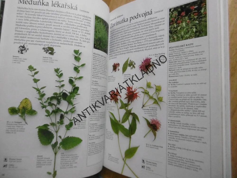 BYLINÁŘ, ZDRAVÍ, KRÁSA, RADOST, LESLEY BREMNESSOVÁ, **an