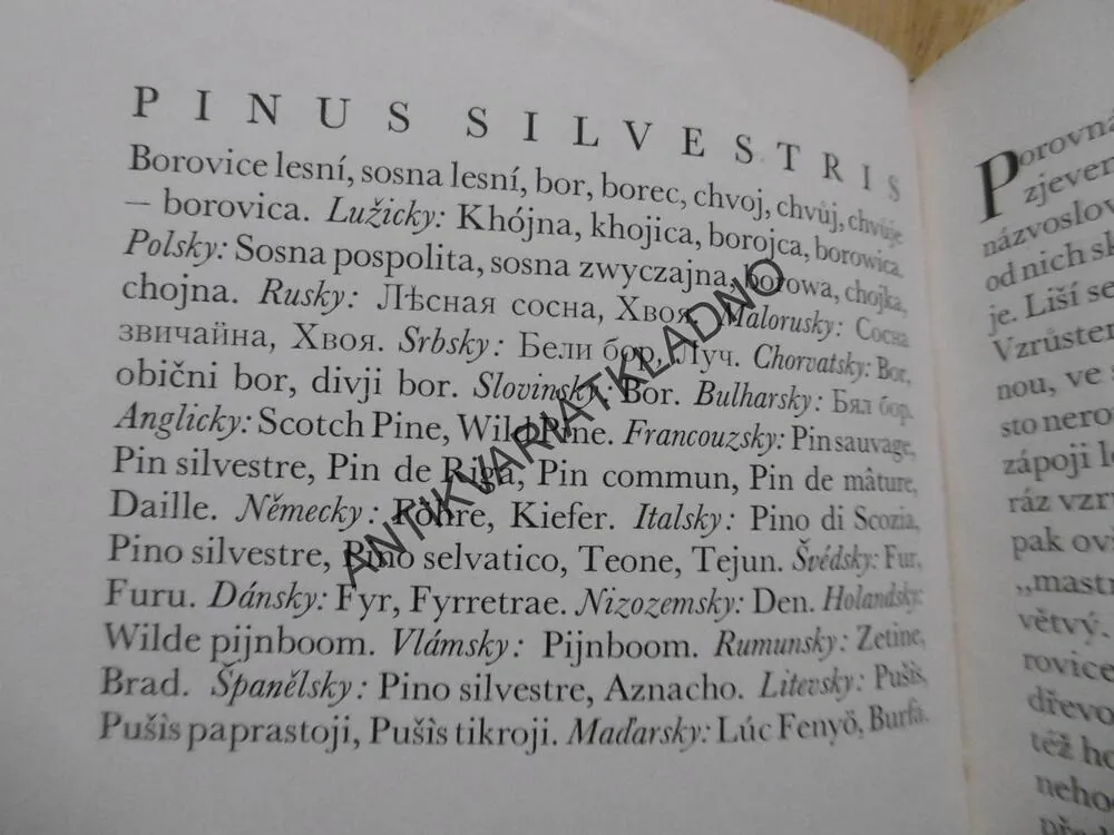 NAŠE JEHLIČINY, JAROSLAV NAUMAN, **an