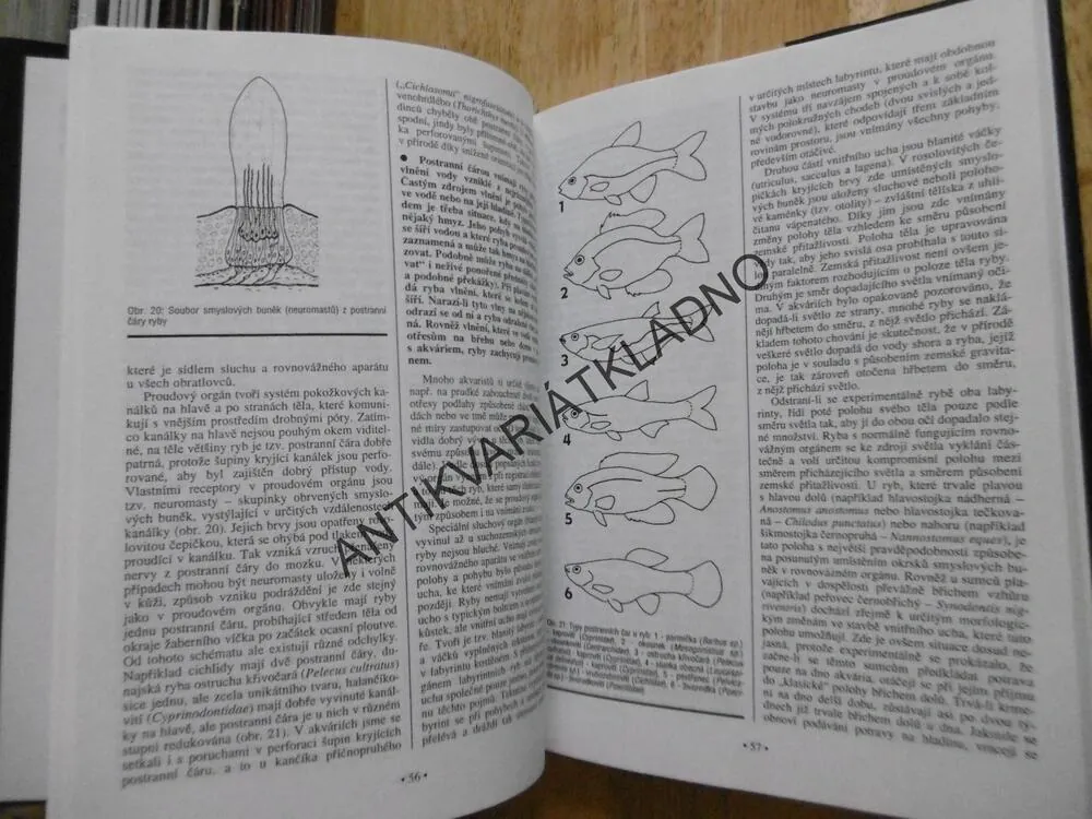 AKVARISTIKA, JAROSLAV HOFMANN, JINDŘICH NOVÁK, **an