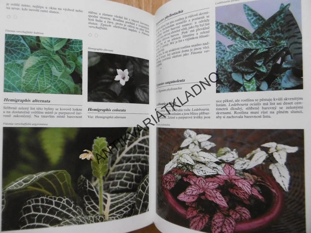 ENCYKLOPEDIE POKOJOVÝCH ROSTLIN, NICO VERMEULEN, **an