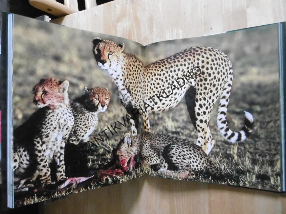 JAKÉ JE TO BÝT GEPARDEM A LEOPARDEM, CHRISTINE A MICHEL DENIS-HUOT, **an