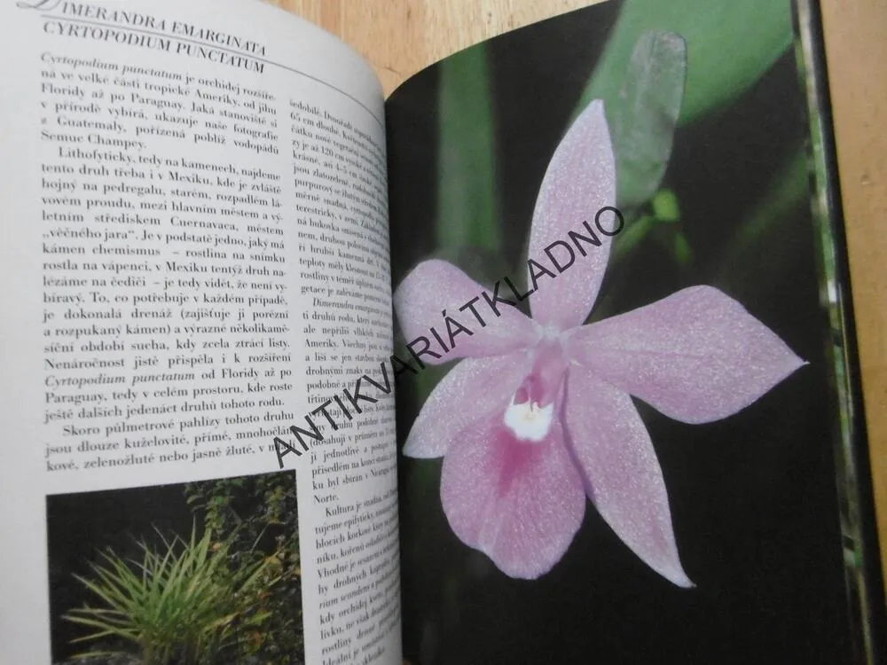 ORCHIDEJE V BYTĚ, J.R. HAAGER, ROMANA OTTOVÁ, **an