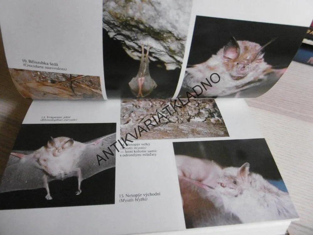 POZNÁVÁME NAŠE SAVCE, MILOŠ ANDĚRA, IVAN HORÁČEK, **an