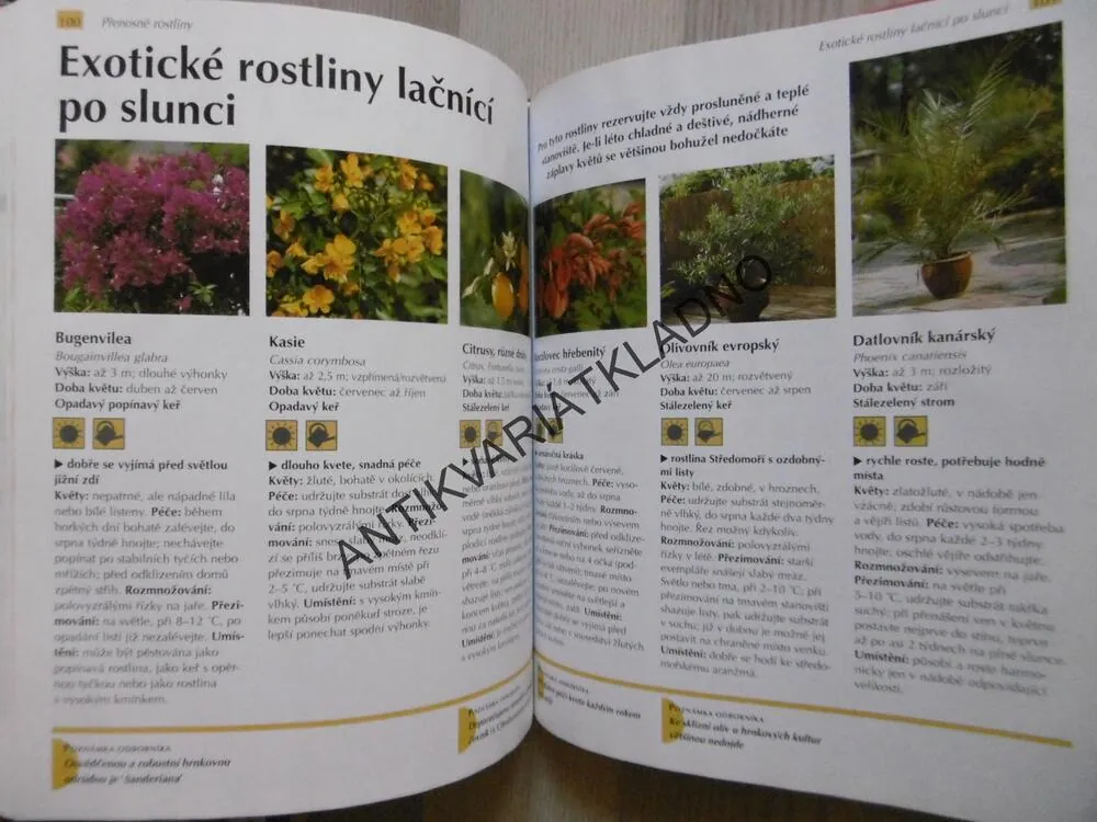 BALKONOVÉ A PŘENOSNÉ ROSTLINY, JOACHIM MAYER, **an