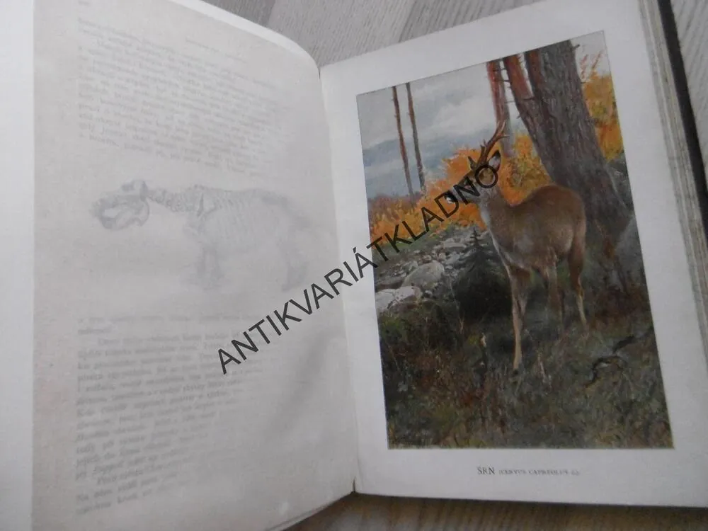 BREHM, BREHMŮV ŽIVOT ZVÍŘAT 1., SAVCI.2. **an