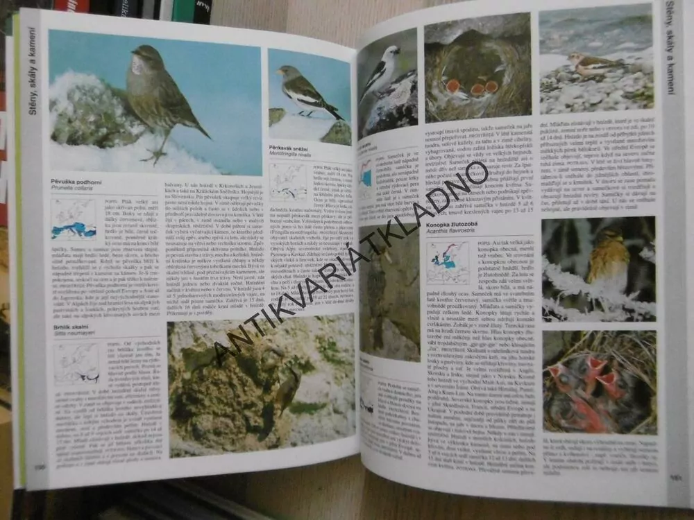 PTÁCI, STEINBACHŮV VELKÝ PRŮVODCE PŘÍRODOU, REINHARD WITT, **an