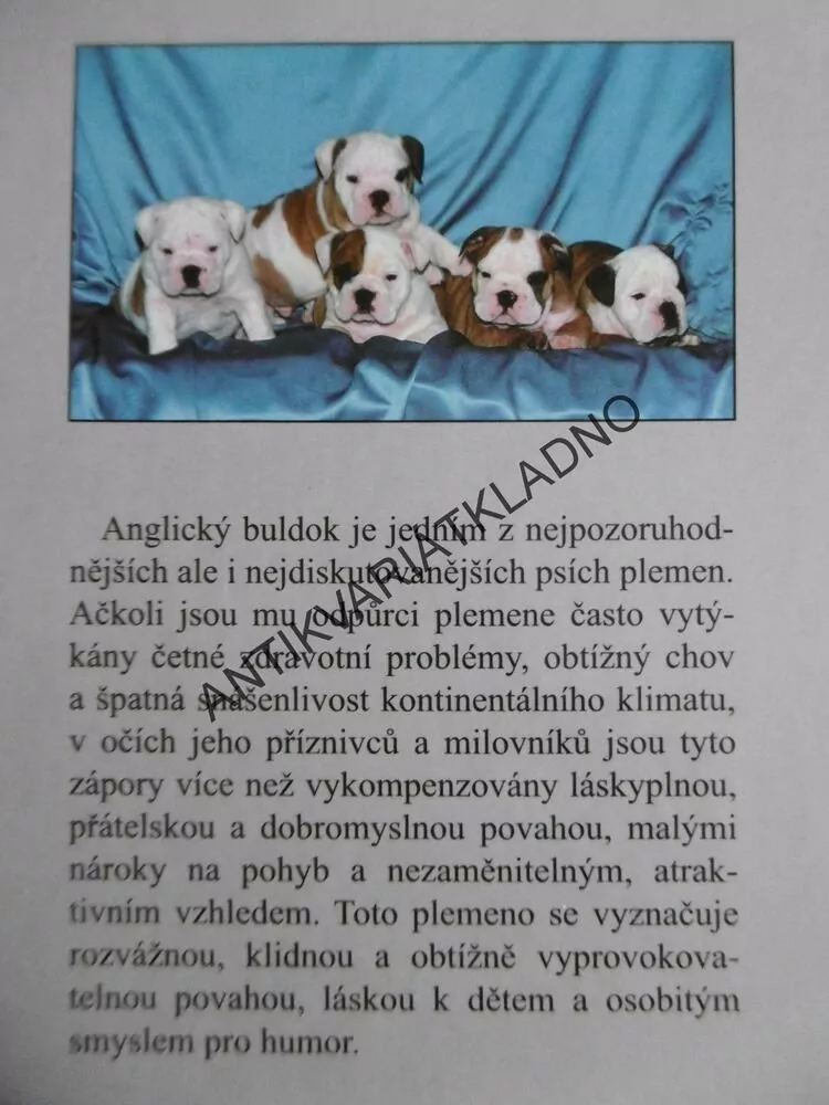 ANGLICKÝ BULDOK, VÝBĚR, VÝCHOVA, PÉČE, CHOV, VÝSTAVY, KATEŘINA SOJKOVÁ, **an