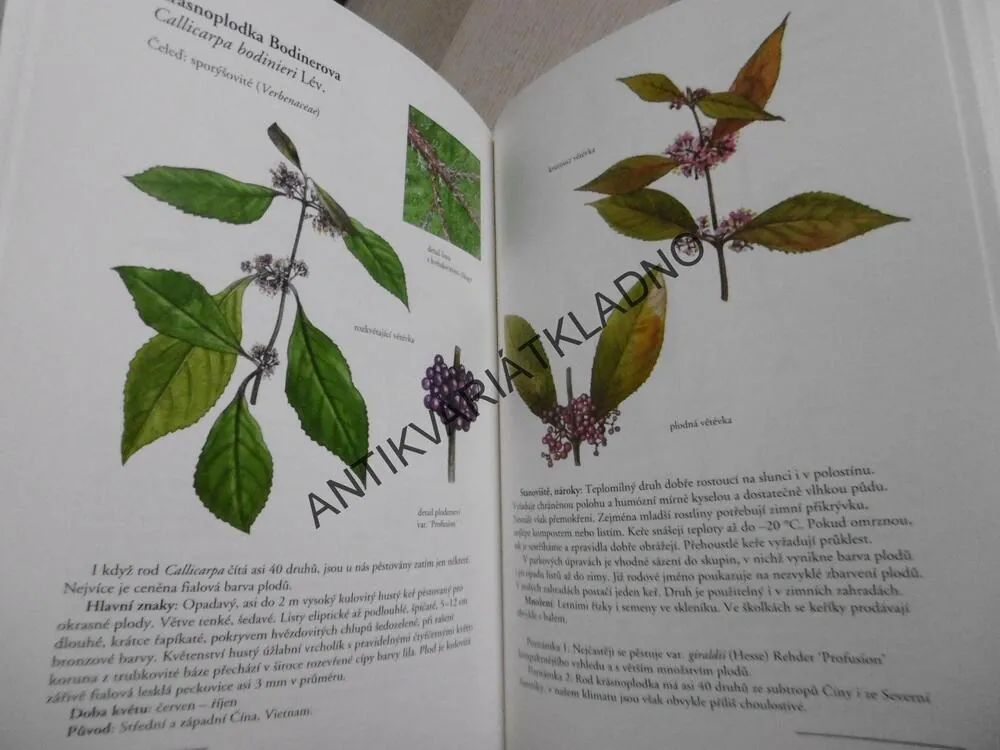 OKRASNÉ KEŘE A JEJICH POUŽITÍ V ILUSTRACÍCH ANNY SKOUMALOVÉ, VÁCLAV ZELENÝ, ANNA SKALICKÁ, **an