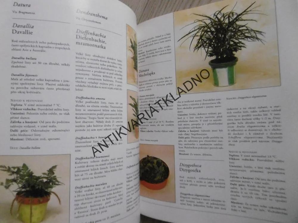 POKOJOVÉ ROSTLINY, PETER MCHOY, **an
