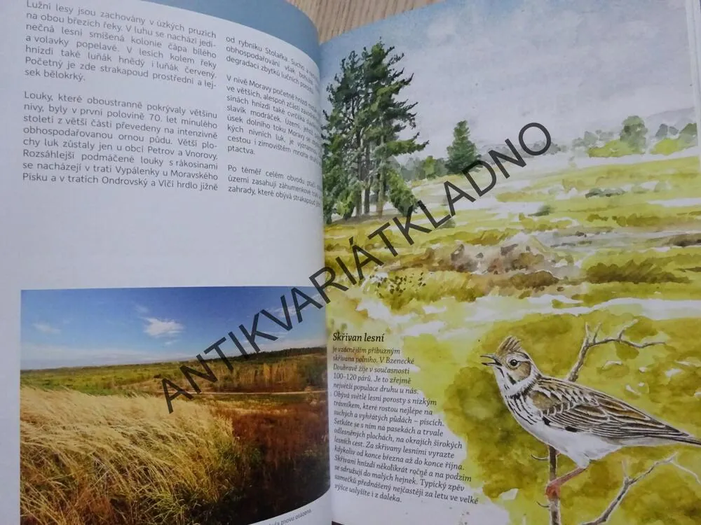 KAM ZA PTÁKY V ČESKÉ REPUBLICE, ALENA KLVAŇOVÁ A KOLEKTIV, **an