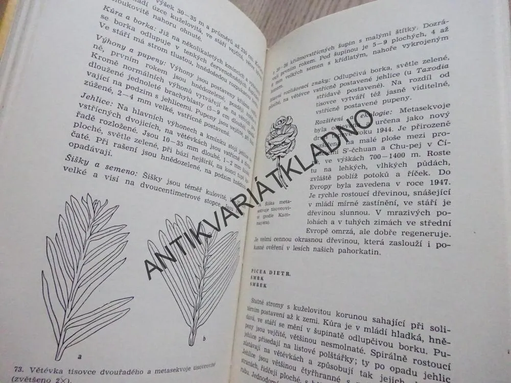 JEHLIČNANY LESŮ A PARKŮ, JAROMÍR POKORNÝ, **an