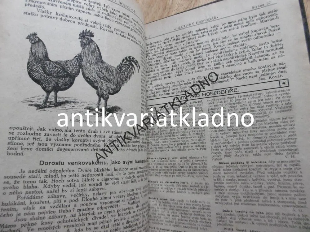 MILOTICKÝ HOSPODÁŘ 1920, DADÁK,CHOVATELSTVÍ