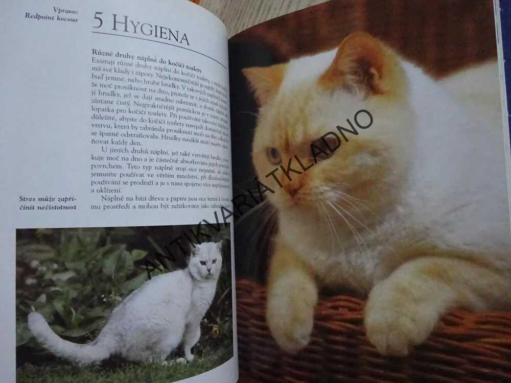 BRITSKÁ KOČKA, ESTHER VERHOEF-VERHALLEN, **an