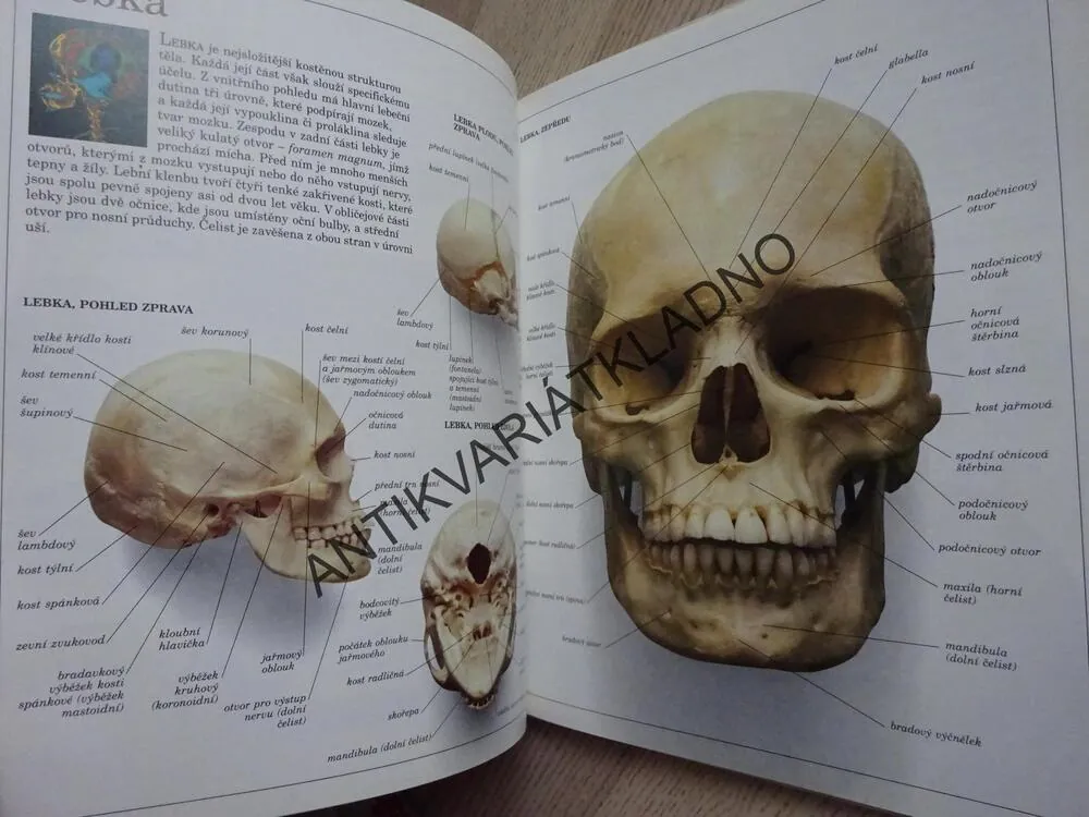 OBRÁZKOVÝ SLOVNÍK LIDSKÉ TĚLO, **an