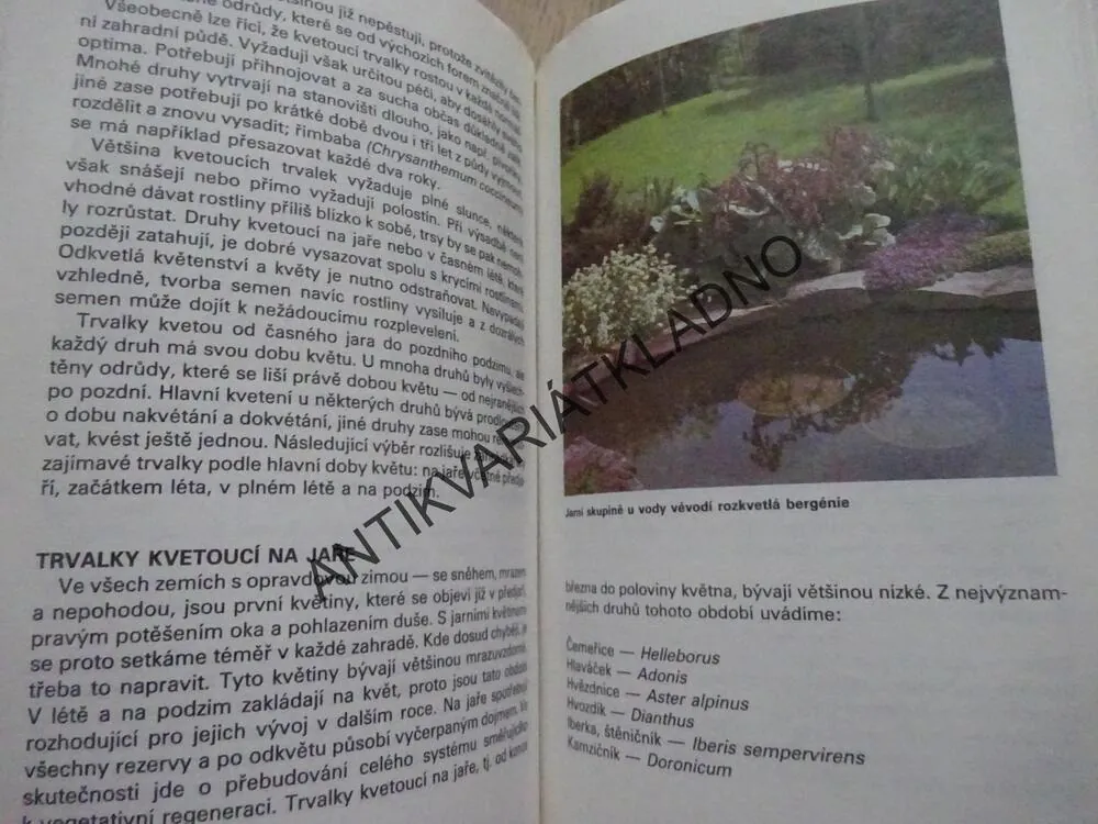 TRVALKY, ROZKVETLÁ ZAHRADA, GOLOVKIN, KLIKOVÁ, **an