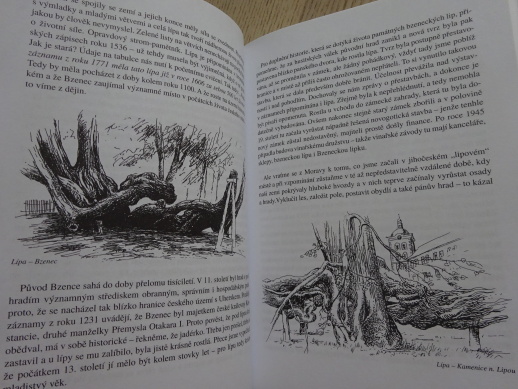 PAMÁTNÉ STROMY 1, HRUŠKOVÁ, TUREK, **an