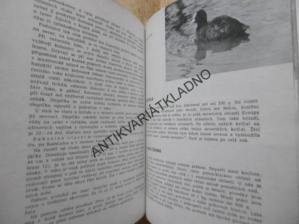 ZÁKLADY MYSLIVOSTI, RAKUŠAN, 1979