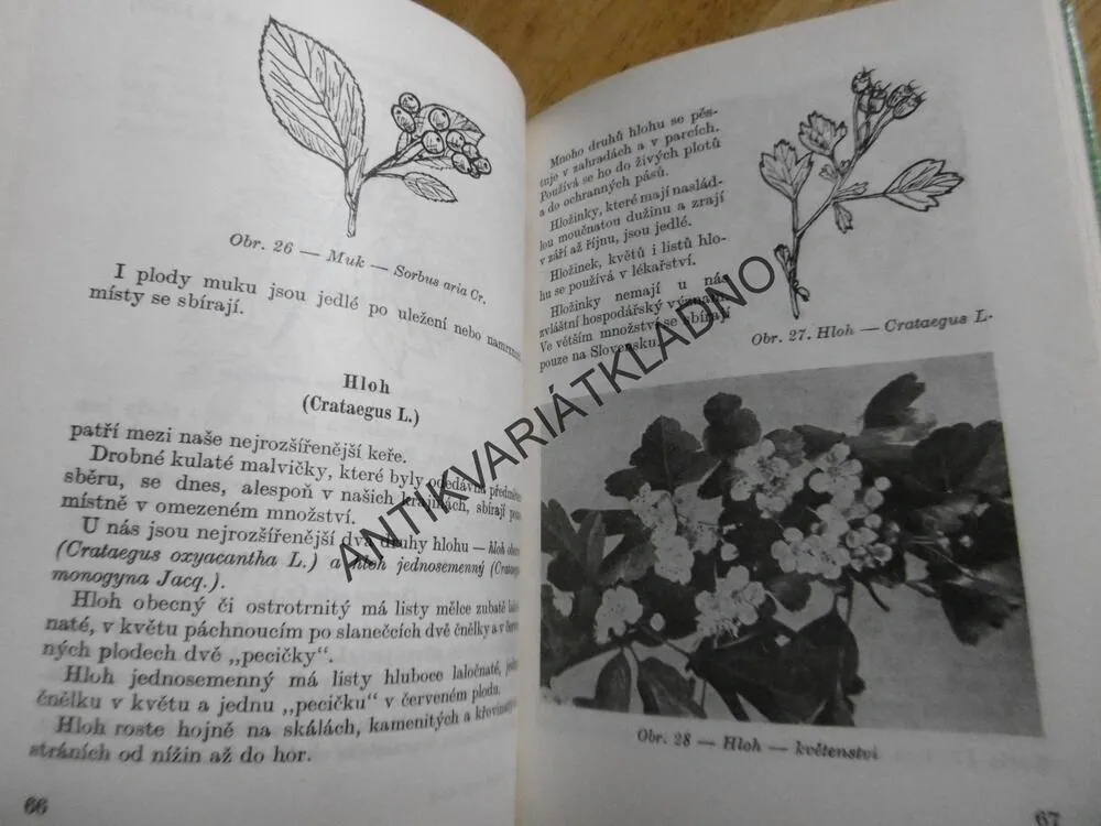 SBÍRÁME LESNÍ PLODY A HOUBY , SMOTLACHA, HRDLIČKA, MYKOLOGIE, **an