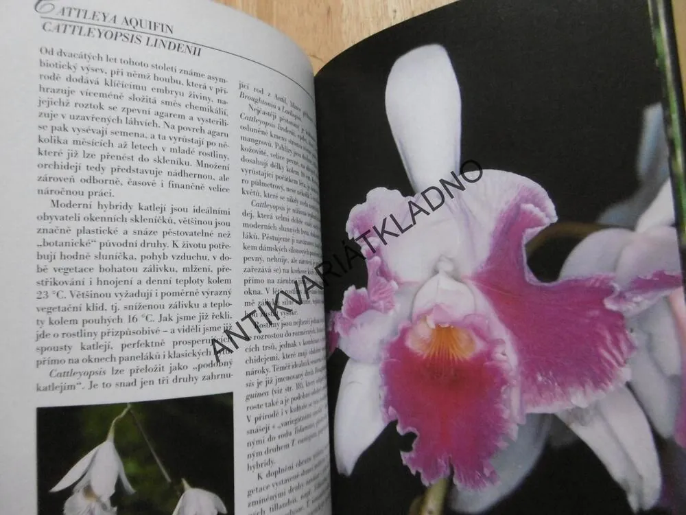 ORCHIDEJE V BYTĚ, J.R. HAAGER, ROMANA OTTOVÁ, **an