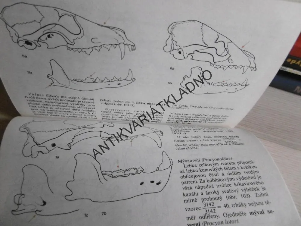 POZNÁVÁME NAŠE SAVCE, MILOŠ ANDĚRA, IVAN HORÁČEK, **an